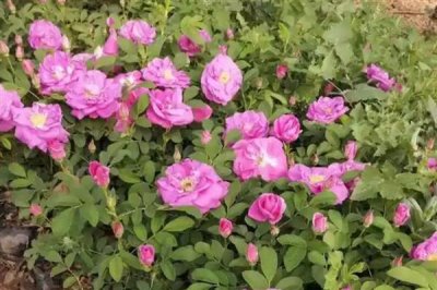 怎么养殖四季小玫瑰，平时每个星期浇水1-2次