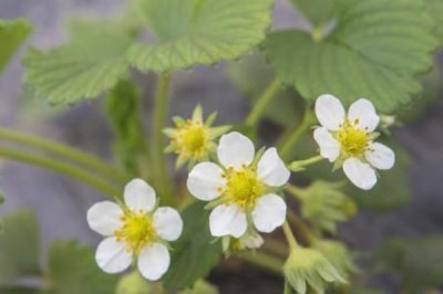草莓黑心病的症状，叶子会变黑干枯