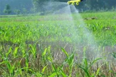 辛硫磷能不能叶面喷施,叶面喷施的持效期较短