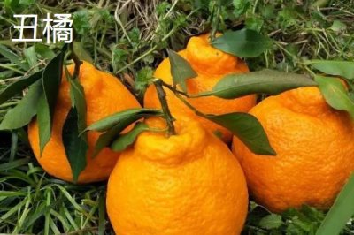 狮头柑和丑橘的区别,品种、别称和外观均不同