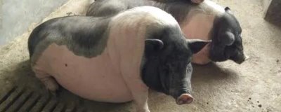 母猪奶水不足该如何增奶,可以用海带、黄豆等催奶