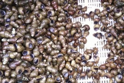 螺蛳是什么动物,是常见的软体动物