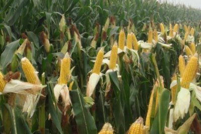 科泰1107品种介绍，从出苗至成熟需122天