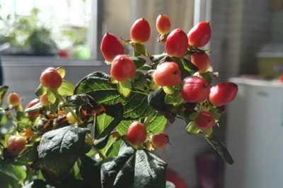 红果金丝桃的花语，寓意娇媚诱惑、迷信等