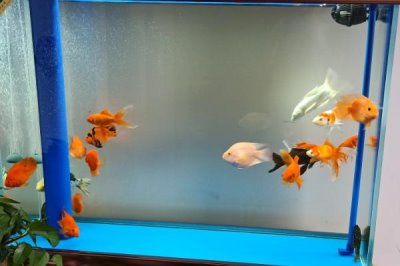 锦鲤可以和鹦鹉鱼混养吗,二者性情不同不建议混养