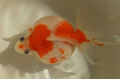 金鱼的品种分类，分为草金鱼、龙睛鱼、文鱼和蛋鱼四大类