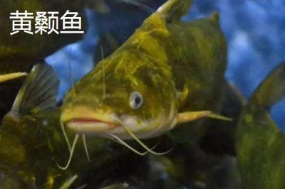 8号伊豆钩适钓鱼种,鲈鱼、黑鱼、鲶鱼等品种均可钓获