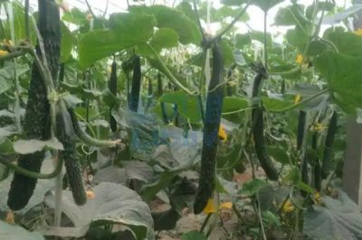 高磷型高钾型平衡型水溶肥的区别，使用时期和起到的效果不同