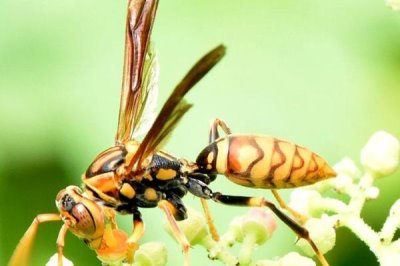 被马蜂蛰了怎么办,先要用食醋等弱酸性溶液清洗