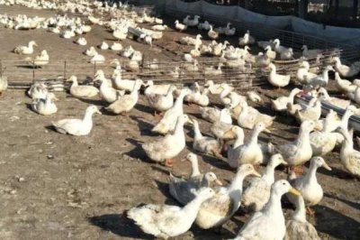 鸭子白点病，易与鸭霍乱相混淆