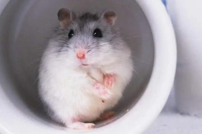 仓鼠怎么养才会粘人,最简单的就是用食物诱惑它