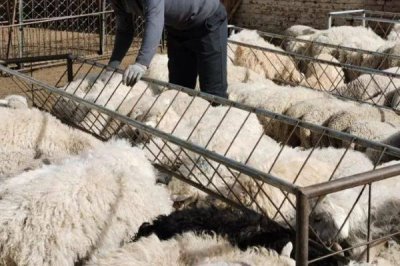 刚产下的羊羔要打哪些疫苗,包括大肠杆菌病灭活疫苗、口蹄疫疫苗等种类