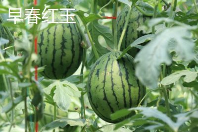 西瓜常见品种介绍,不同品种大小不一