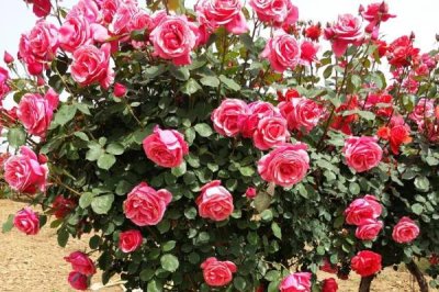 南阳月季树的价格，一棵需要25-80元左右