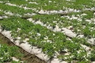 地膜土豆与胡萝卜套种技巧,地膜土豆适宜播种期为4月上中旬