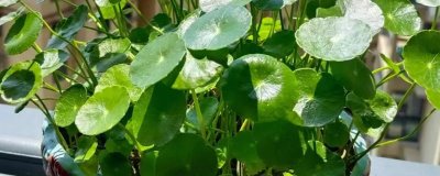 铜钱草的肥料怎么制做，可将淘米水制成肥料