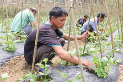 果树上有腻虫怎么处理，若情况比较轻微可将病叶摘