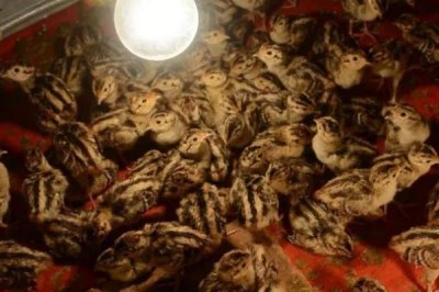 幼小野鸡苗怎么养，一定要控制好密度