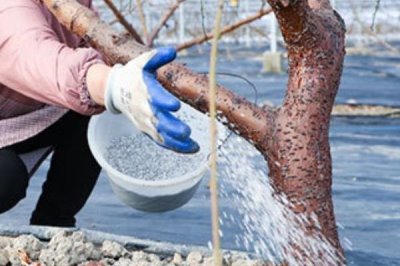 桃树秋施基肥的方法,可在行间开沟施肥