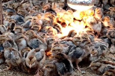 小鸡快死亡怎么处理，可尝试饲喂土霉素