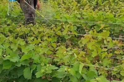 葡萄病虫害防治技术,不同病害的为害部位不同