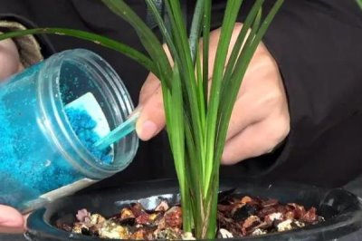 家庭兰花的养殖方法，只能使用复合化肥稀释后浇灌