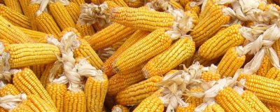 强盛255玉米种子介绍，适宜播期4月下旬至5月上旬