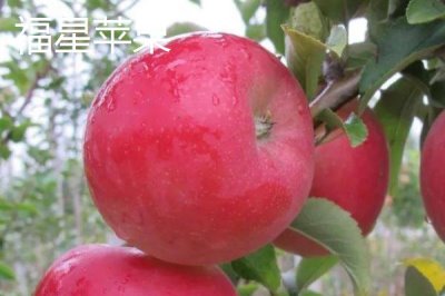 有哪些好吃的苹果新品种，包括福星、瑞雪、蜜脆等种类