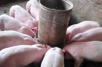 猪发烧能不能用青霉素加柴胡去治疗,二者搭配使用可以起到退烧效果