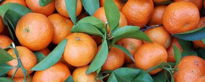 怎么对沙糖桔施肥，3-4月份可对每棵植株追施3斤复合肥