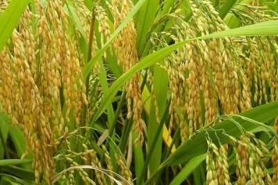 两优2877水稻品种简介，每亩插足基本苗6万～8万苗