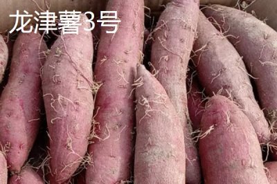 紫薯有哪些品种,以下10种产量高抗病能力强