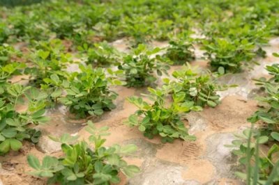 花生的价格，价格因品种、质量等不同而不同