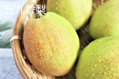 香梨的品种,不同品种的成熟时间不同
