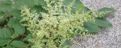 五倍子是五味子吗,是不同的两种植物