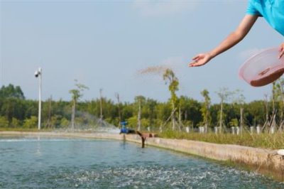 夏季养鱼鱼病的防治措施，需定期冲水换水