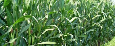 辽单596玉米种子介绍,每亩种植密度4500株