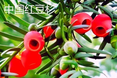红豆杉的品种,包括东北红豆杉、云南红豆杉、西藏红豆杉等种类