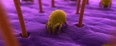 杀虫剂能杀死螨虫吗，能杀死螨虫