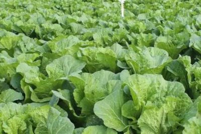 夏白菜不包心如何应对,需合理施肥并科学浇水