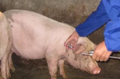 猪发烧能不能用青霉素加柴胡去治疗,二者搭配使用可以起到退烧效果