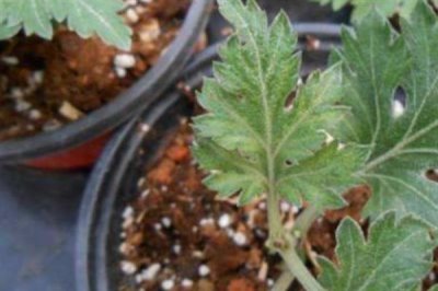 秋季怎么养护菊花，每天要晒光2-3小时