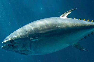 金枪鱼的种类，包括细鲣属、舵鲣属、鲔属等