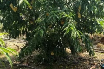水蜜桃的种植技术,基肥提倡冬肥秋施