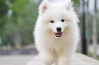 萨摩耶犬和爱斯基摩犬的区别，体型和毛发都不同