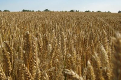 小麦丛矮病防治方式,可用甲拌磷拌种堆闷