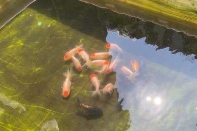 5厘米的金鱼怎么养长得快，要给它们准备一个舒适的生活环境