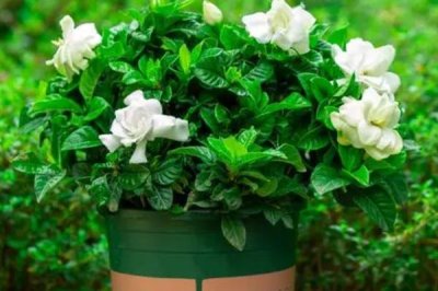 栀子花有毒吗,花香浓郁但全株无毒