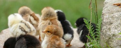 家禽维生素D缺乏症状，严重时出现“企鹅型”蹲伏姿势