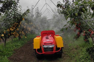 杨梅保花保果的方法,盛花期可喷施赤霉素